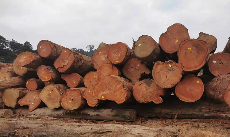 Timber Raw Materials & Logs Wood For Sale