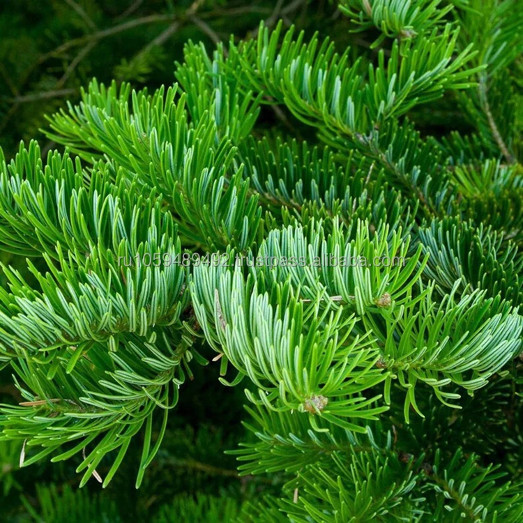 Иголки Fir для здоровья хорошее качество оптовые цены натуральные травы