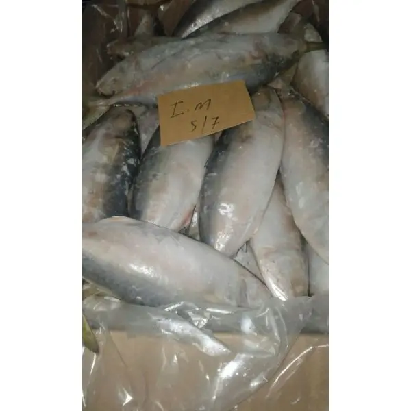 Available Ready Stock Frozen BQF Processed Style Whole Indian Mackerel Fish