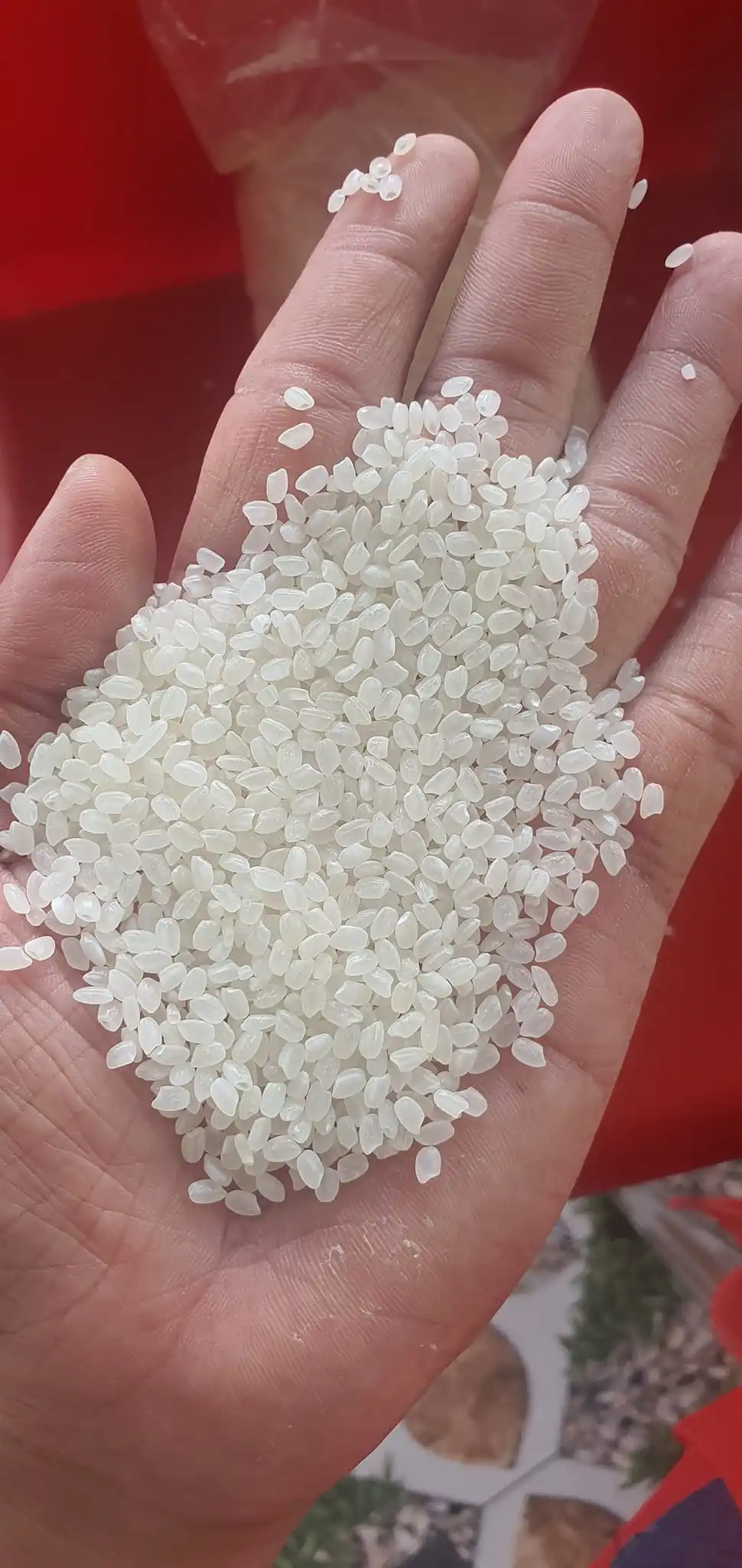 SHORT GRAIN NATURAL WHITE JAPONICA RIZ BROKEN 5% RICE for SUSHI ROLL JAPANESE CUISINES PRICE FROM FACTORY- WA 0084989322607