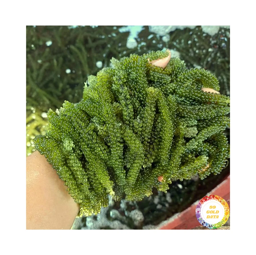 Органический морской виноград 100% натуральный зеленый водоросли сушеный для долголетия самый любимый продавец на Amazon