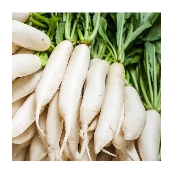 Cheapest Price Supplier Bulk Fresh Vegetables Radish With Fast Delivery