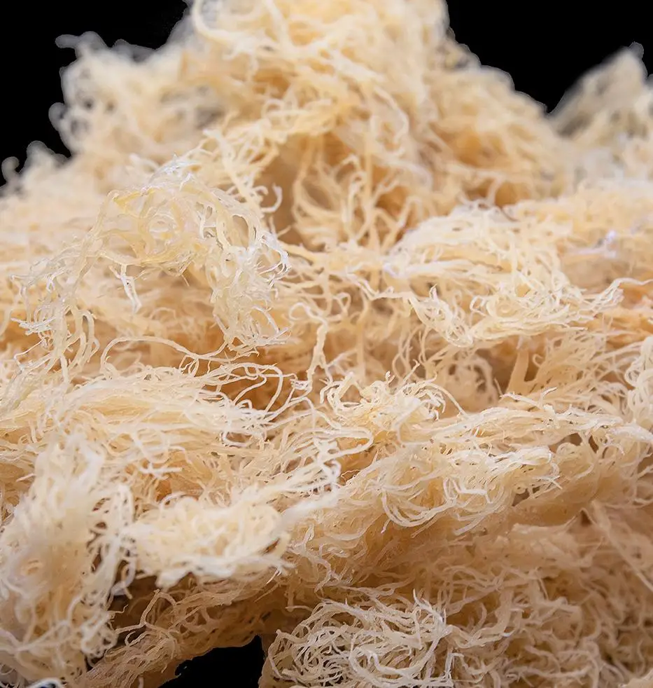Сушеный коричневый морской мох ирландский водоросли Chondrus crispus eucheuma cottonii из Вьетнама
