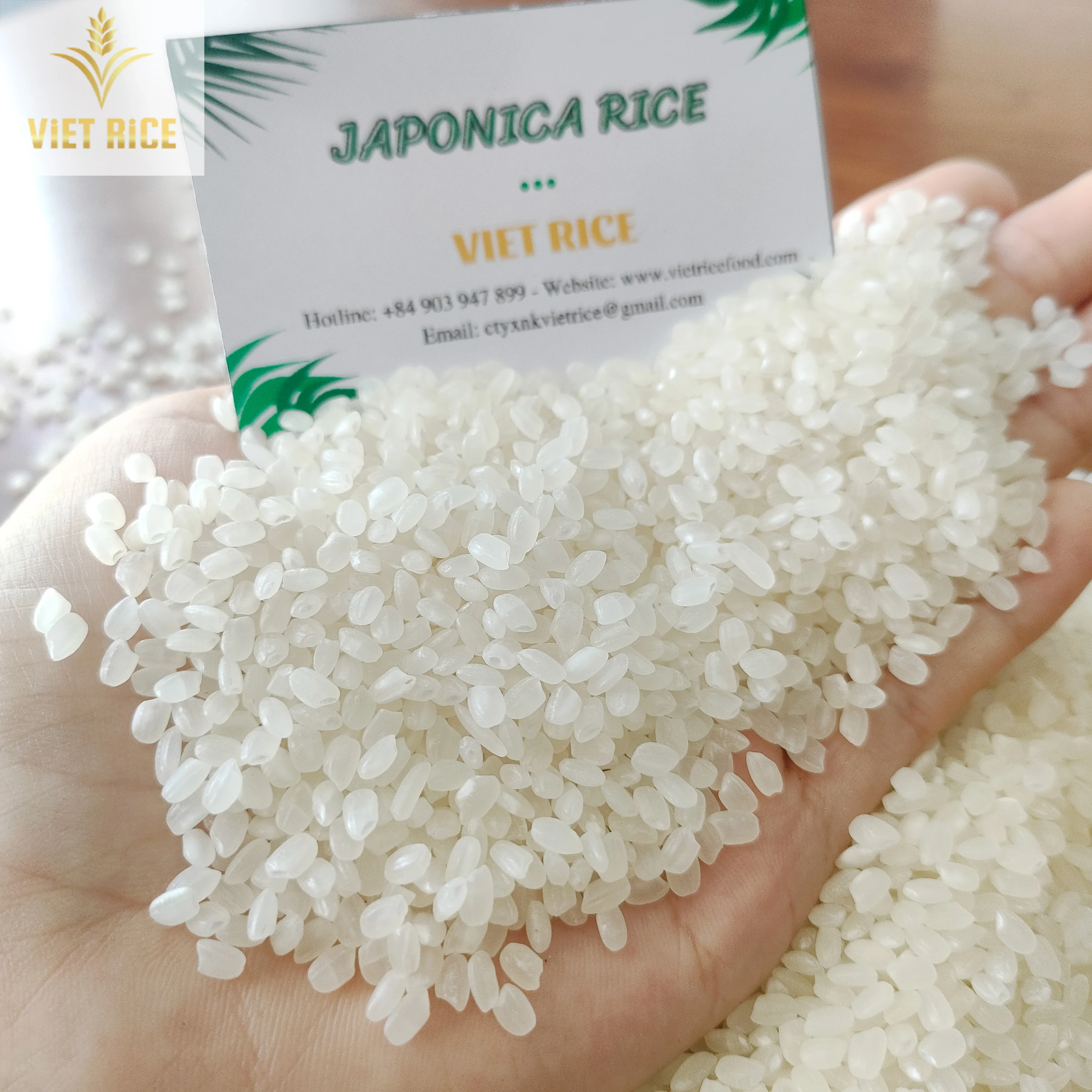 JAPONICA rice premium quality, is in large quantity, good price in the market. from Vietnam contact for good price +84829044060