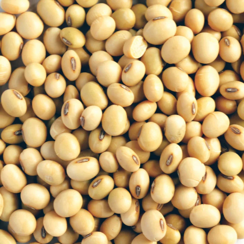 Organic Soybean