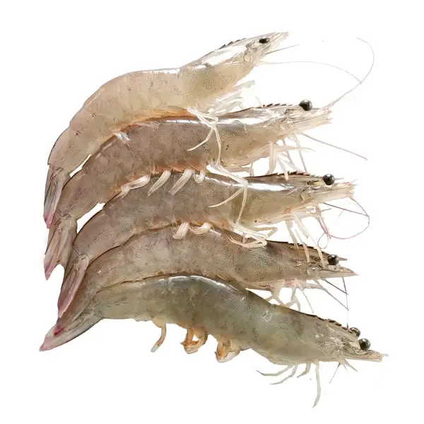 White Shrimp Export Seafood Fresh and boiled Vannamei Packaging Made In Vietnam Trading Frozen