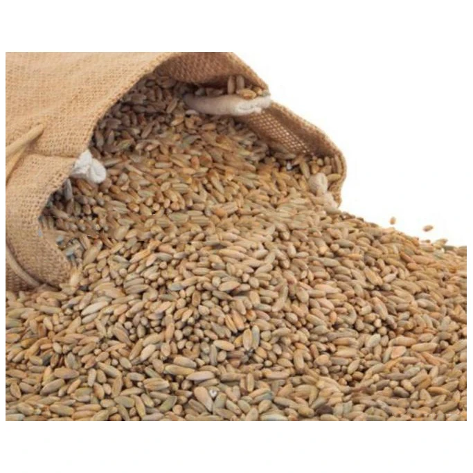 Natural rye biodegradable new product ideas 2024 best sellers Top Quality Rye Grains for Sale Animal feed grain product of high