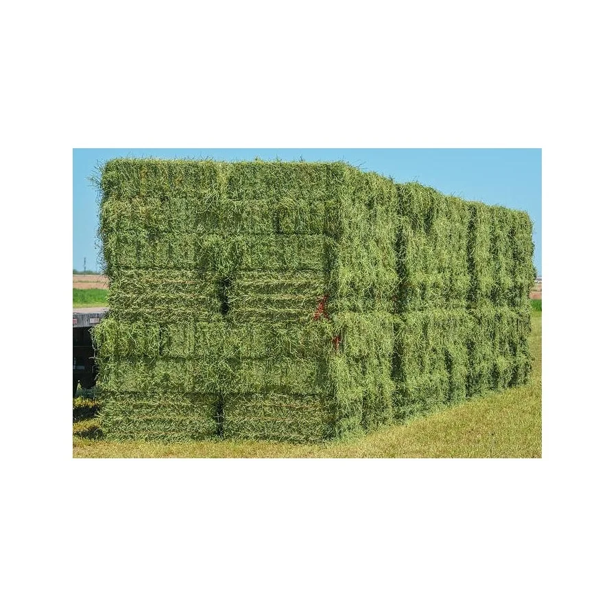 Natural Cattle Alfalfa Hay Animal Feed for sale