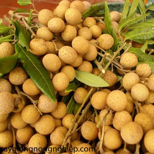 Вьетнамский высококачественный тропический фрукт Longan Premium Longan V.A.F вьетнамская сельскохозяйственная продукция