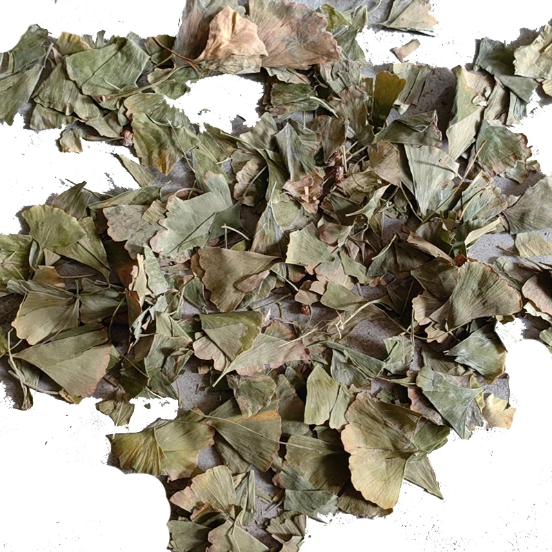 Heat-selling FOLIUM GINKGO  biloba leaf  promotes memory and improves brain function