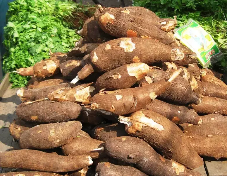 Сушеная кассава/сырая сухая кассава с экспортным качеством и конкурентоспособной