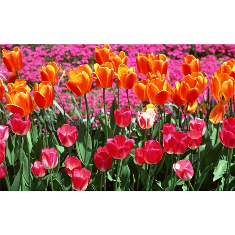 Full drill Tulip flowers diamond painting kit handmade wall painting crystal mosaic painting