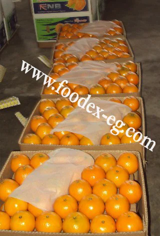 Egyptian navel Orange to India