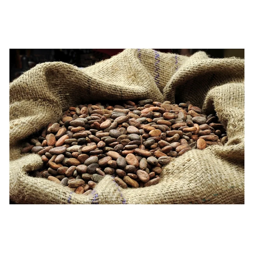 High Quality Vietnam Cocoa Beans 100% Natural