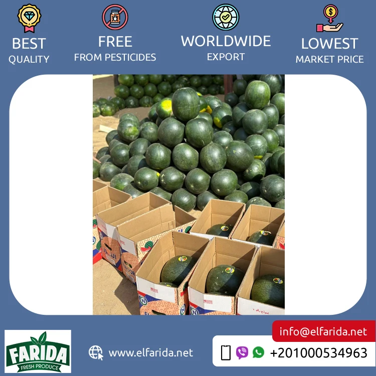 Competitive Price Best Selling Egypt Origin Export 100% Natural Delicious Original Taste Seeds/ Seedless Watermelon for Sale