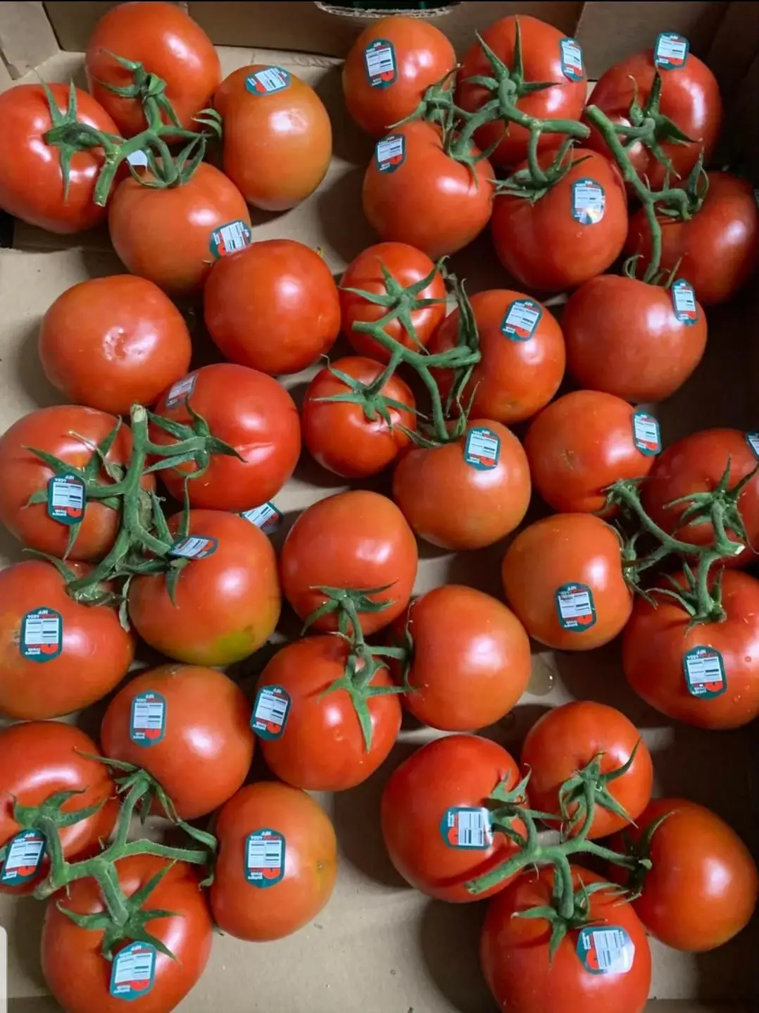 Buy Fresh Tomato Canned Peeled Tomato Dice 400g with High Quality