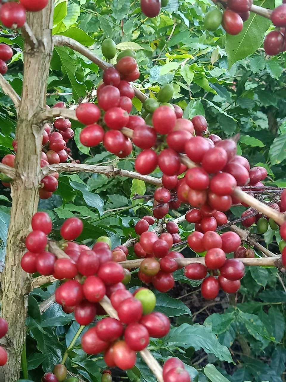 Whole Sale Robusta & Arabica Coffee Beans 100% Natural Green Coffee Bean Attractive Flavor from Detech Konnai