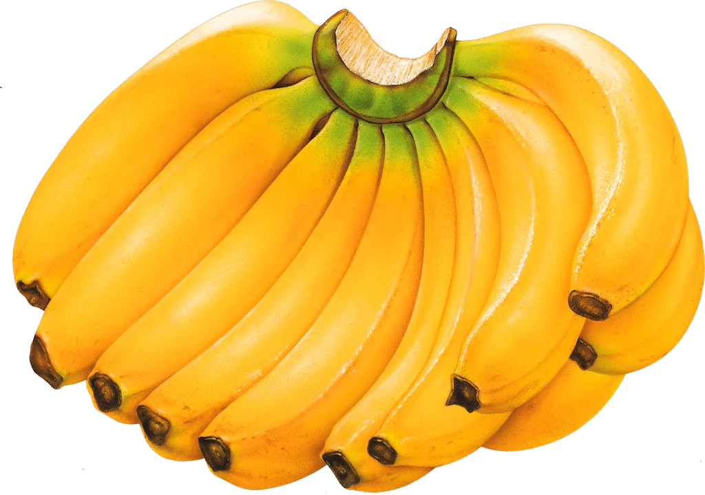 Best Selling Of Fresh Banana For Eat By India Supplier