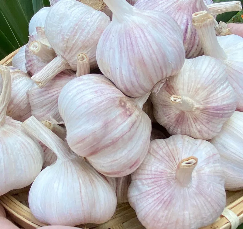 White garlic dried garlic from viet nam, 100% tax free