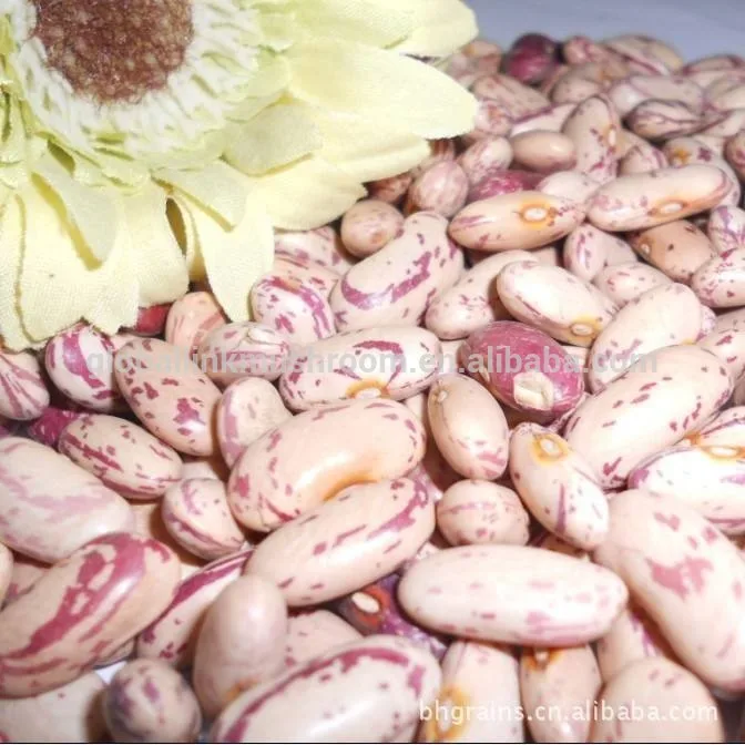 Germany type Light Speckled Kidney beans sugar beans pinto beans for sale