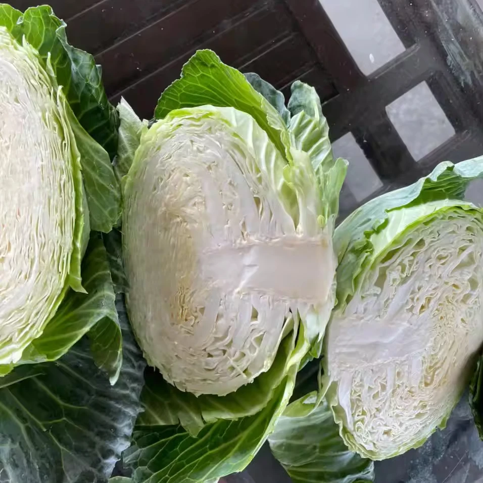 Вьетнамское происхождение низкая цена Кубы замороженная зеленая свежая Органическая капуста замораживание IQF