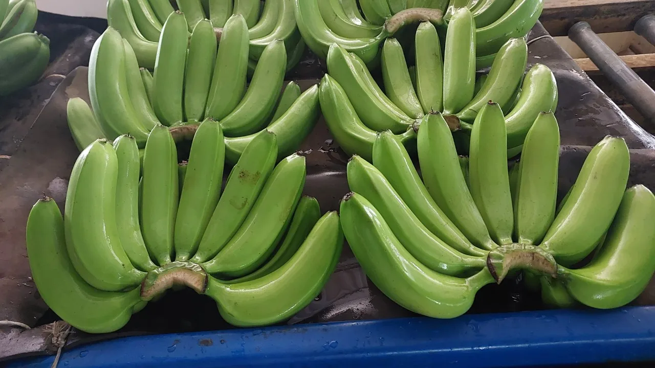High quality Vietnamese fresh bananas exported to China Korea and Malaysia