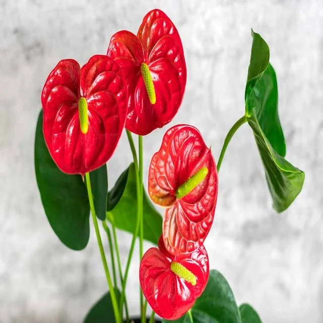 Artificial silk  Anthurium Flowers Fake Plant Anthurium Flowers Bouquet Floral Arrangements Bouquets for Wedding Home Garden