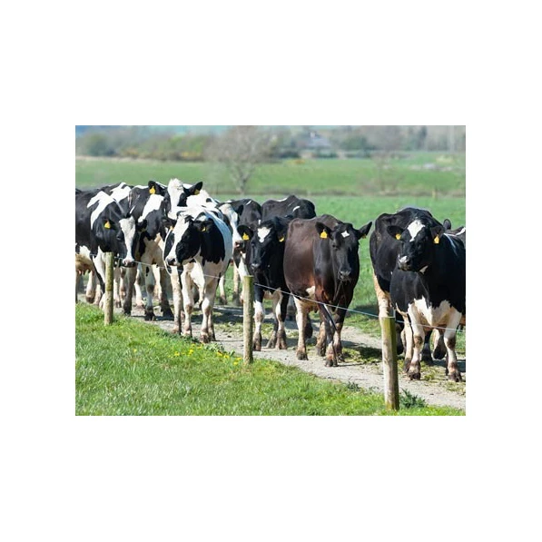 Cow Cow Goat Supplement Sheep Booster Supplier 1kg Mix 1000kg Complete Feed Animal Feed