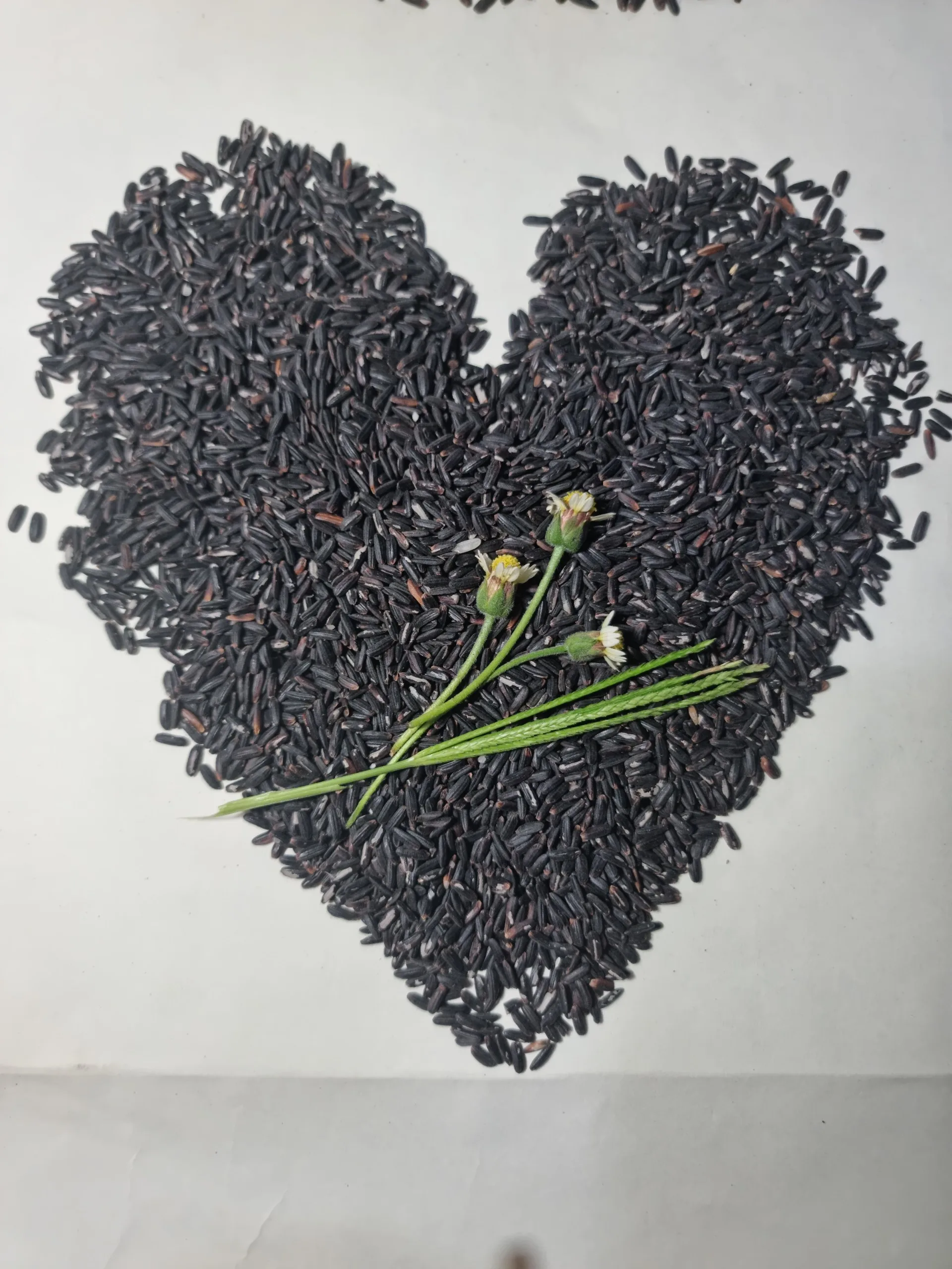 Seven Mountain Rice St Black Rice With Organically Farming Good For Health Helping People With Diet And Diabetes