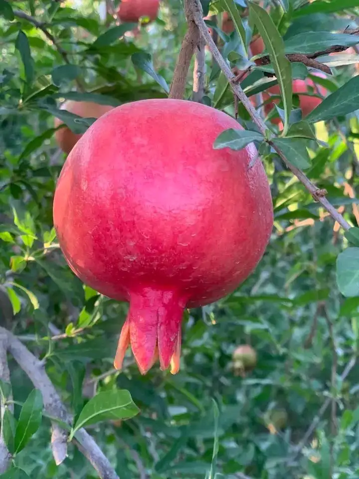 fresh pomegranate