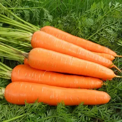 Preferential price of Vietnam new crop of fresh organic vegetables orange carrot fresh carrot
