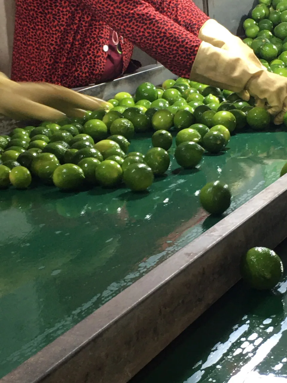 Competitive Price Green Natural Fresh Lemon Sour Taste Used For Beverage Wholesale Orders Origin From Vietnam