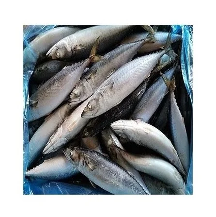 Best Quality Frozen Atlantic Mackerel fish WR Fresh Stock Bulk Wholesale Exports