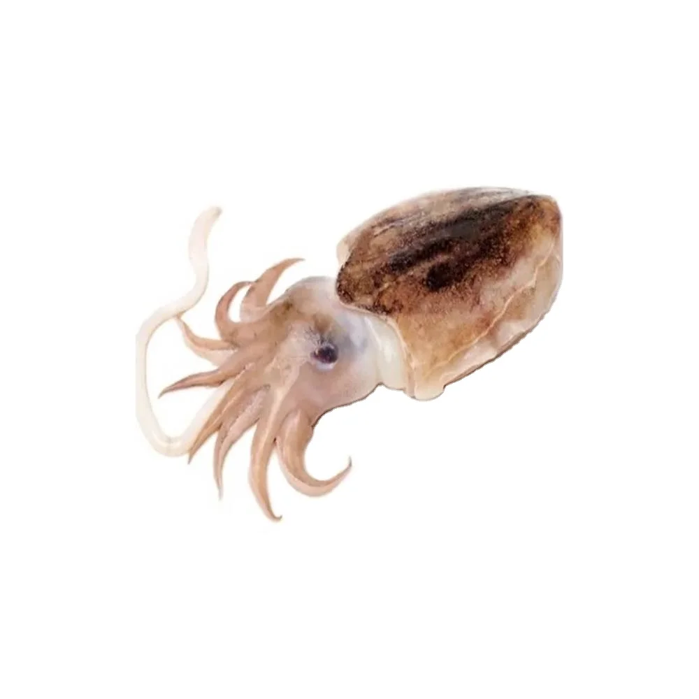Altawakal Frozen Foods Hot Selling Frozen Cuttlefish Delicious Nutritious Top Quality For Export from Pakistan