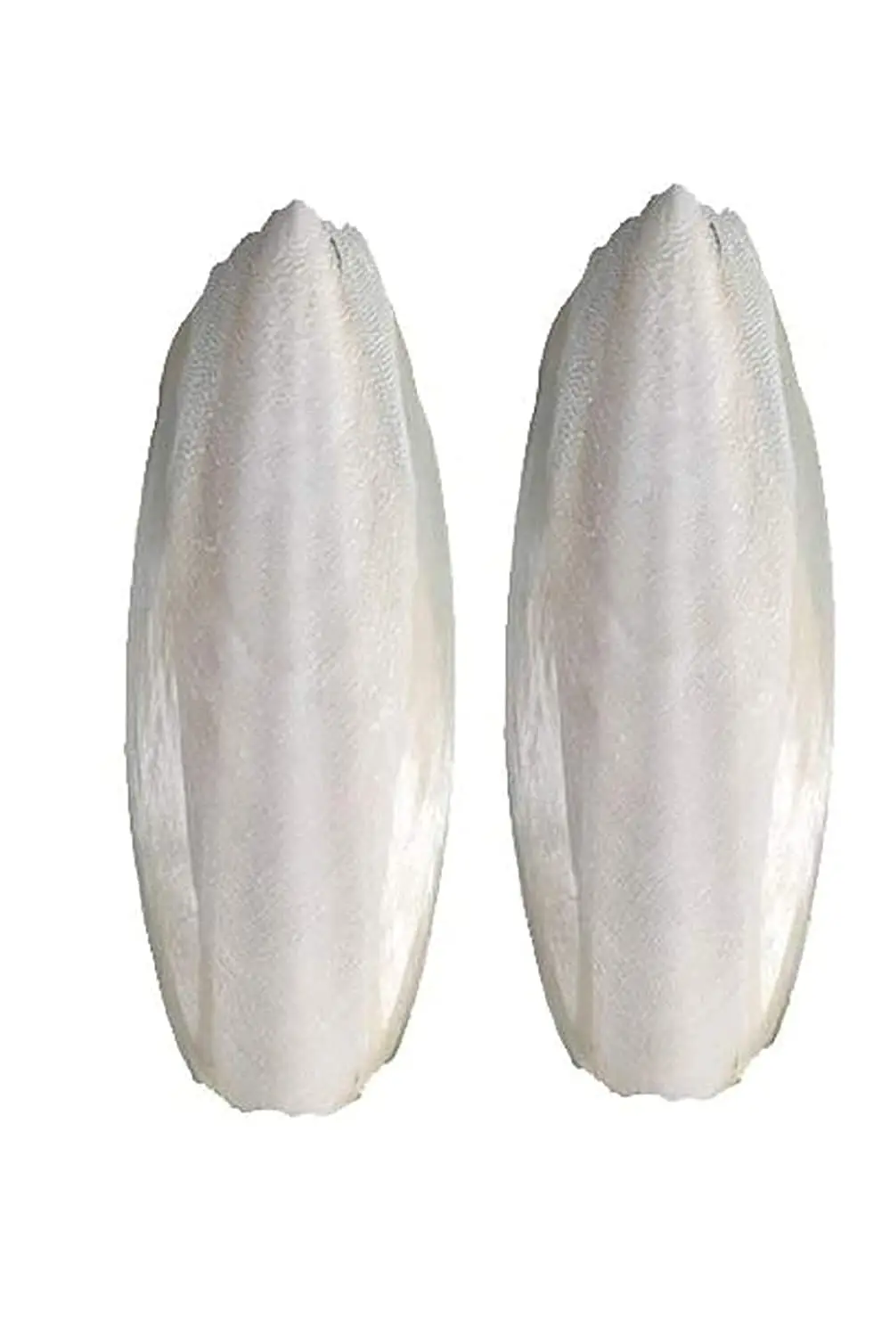 Manufacturer Cuttlebone  And Dried Cuttlefish Bone For Making Chitosan In Vietnam