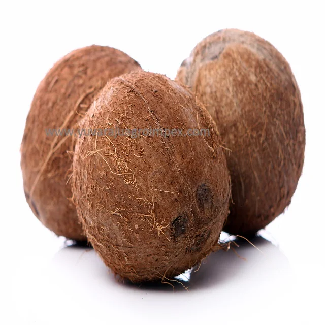 High Quality Fresh Semi Husked Coconut Manufactures in India to Malwi Peru Mexico Kenya Ethiopia Colombia Uganda