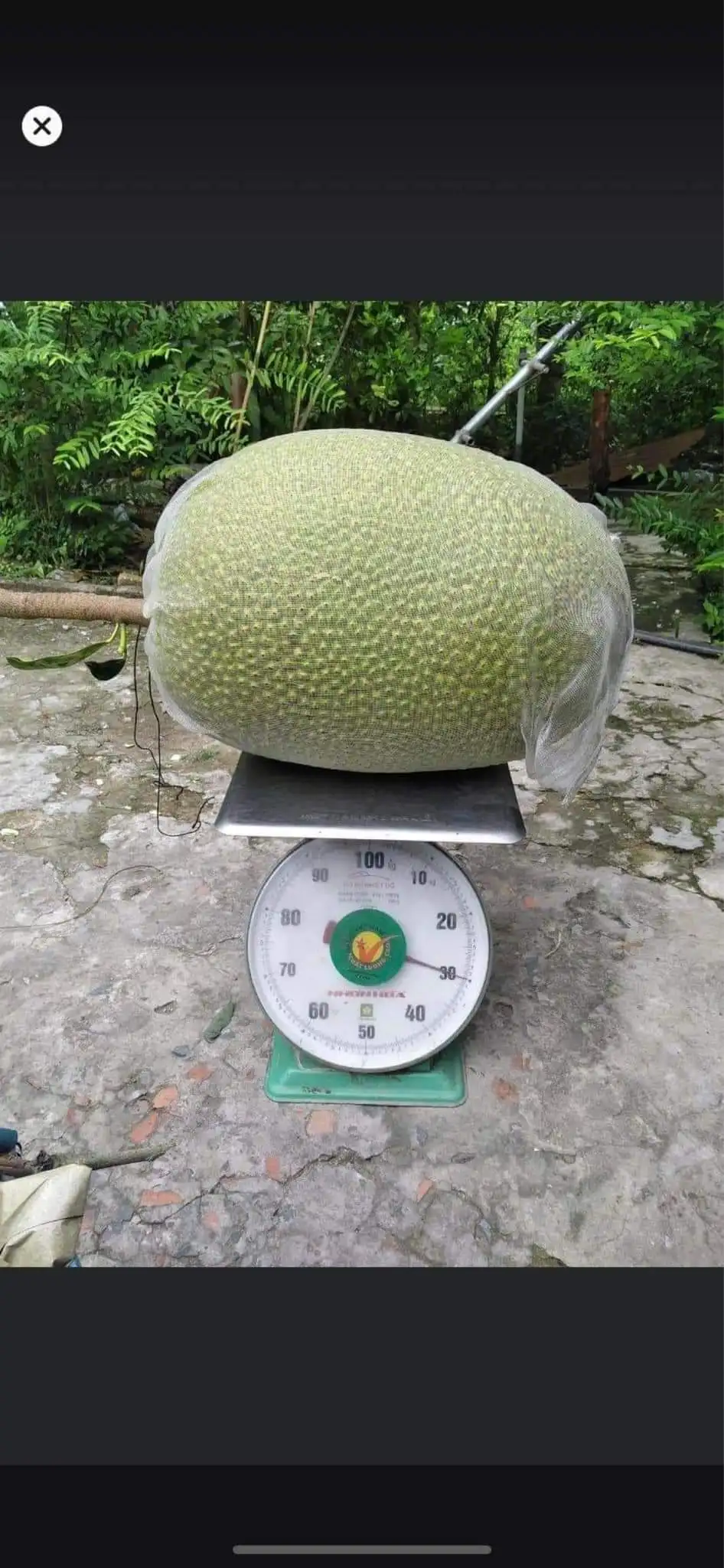 Wholesale Good Price Organic Fresh Thai Jackfruit 100% High Quality Fresh Fruit From Viet Nam 2023