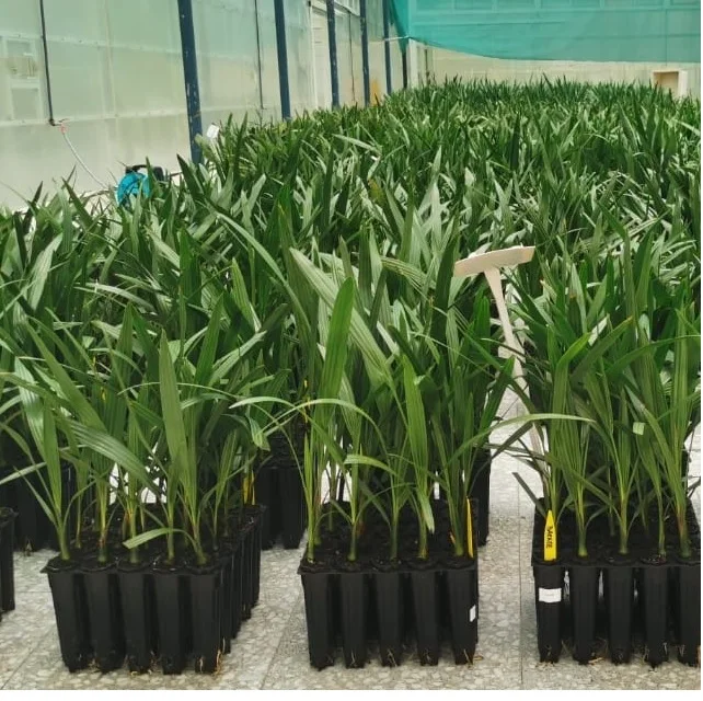 Medjool Flowering Quick Yielding SupplierS In Tamilnadu Phoenix Dactylifera Tissue Culture Date Palm Manufacturers from India