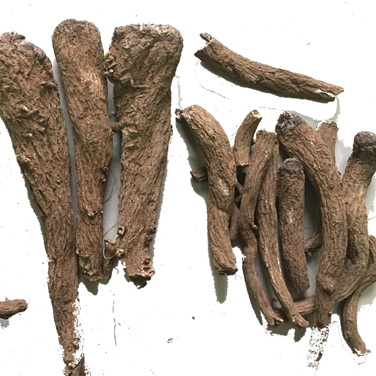 hot sale saussurea costus root qust-al-hindi muxiang common aucklandia new harvesting of 2023