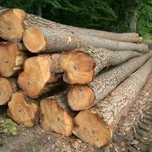 wholesale Prices Teak Wood Logs and Tropical Timber Logs