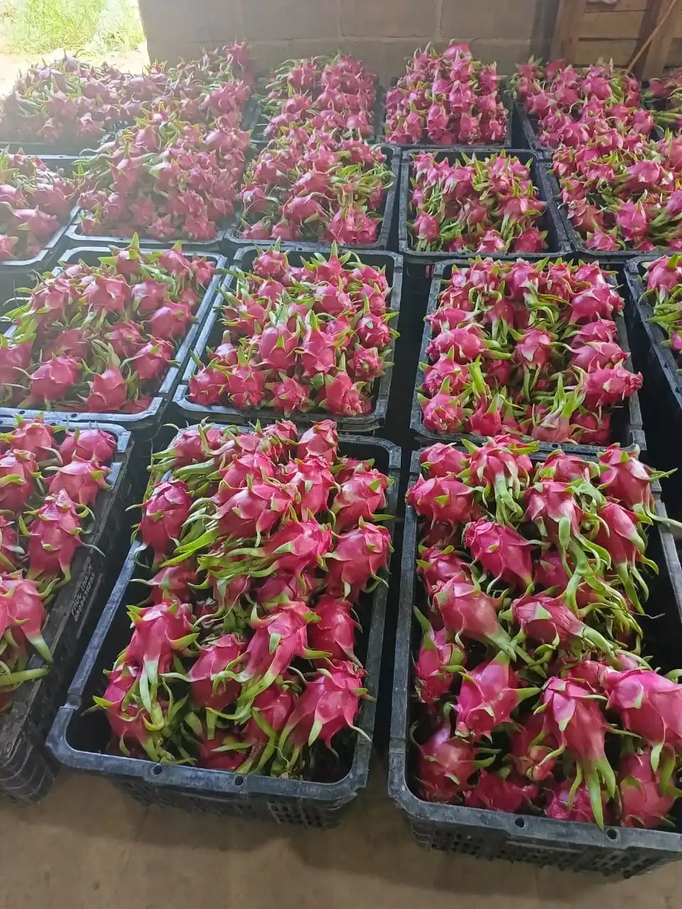 Fresh Dragon Fruit from Vietnamese Supplier with the Most Competitive Price