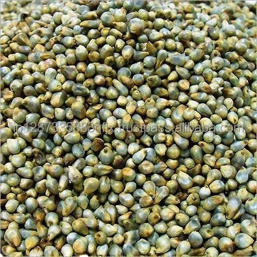 Best Quality Green Millet Available for Export