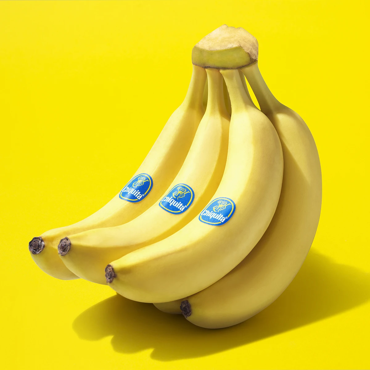 Premium Quality Fresh Green Cavendish Banana Exporters Worldwide
