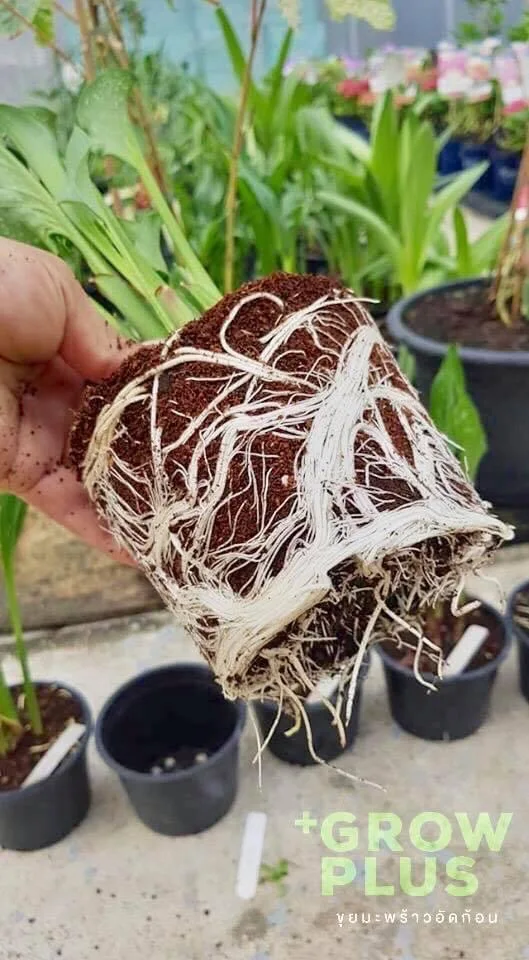 COCO PEAT Block 400g. High Quality 100% Natural Washed Coconut Peat Prices Manufacturer Organic