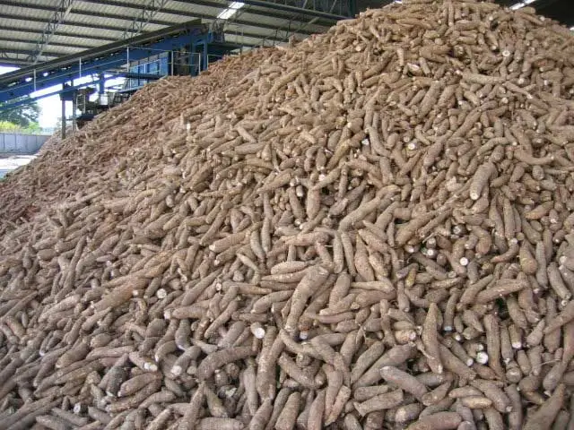 Bes Product 2023  - Tapioca Chip -Feeding Animal Cassava Chips -  Cassava Chip export worldwide