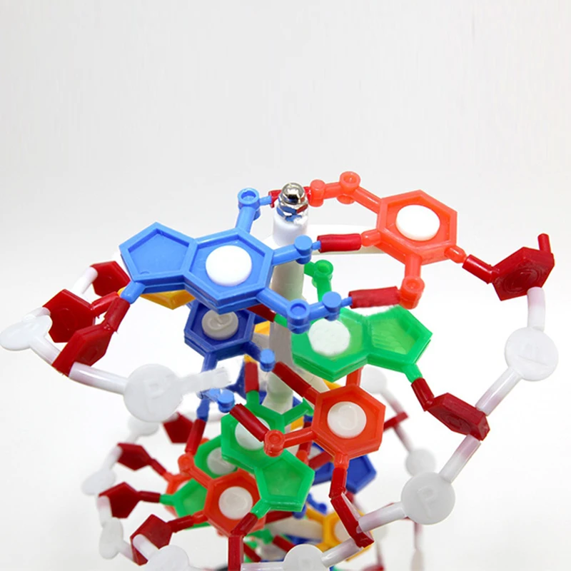 Teaching Resources Medical Science DNA Double Helix Structure