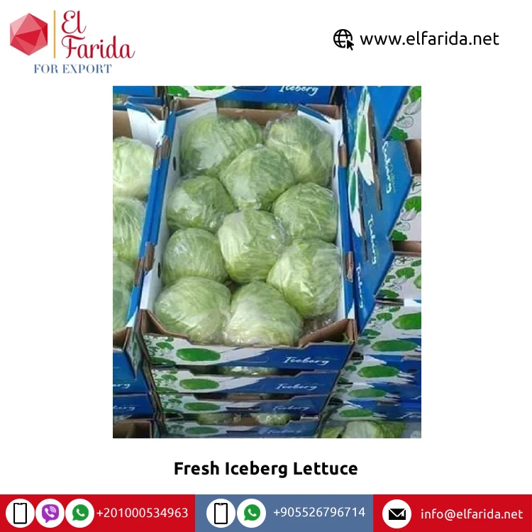 2022 Best Selling Export Quality 100% Natural Fresh Vegetables Iceberg Lettuce for Sale from Egypt at Bulk Price