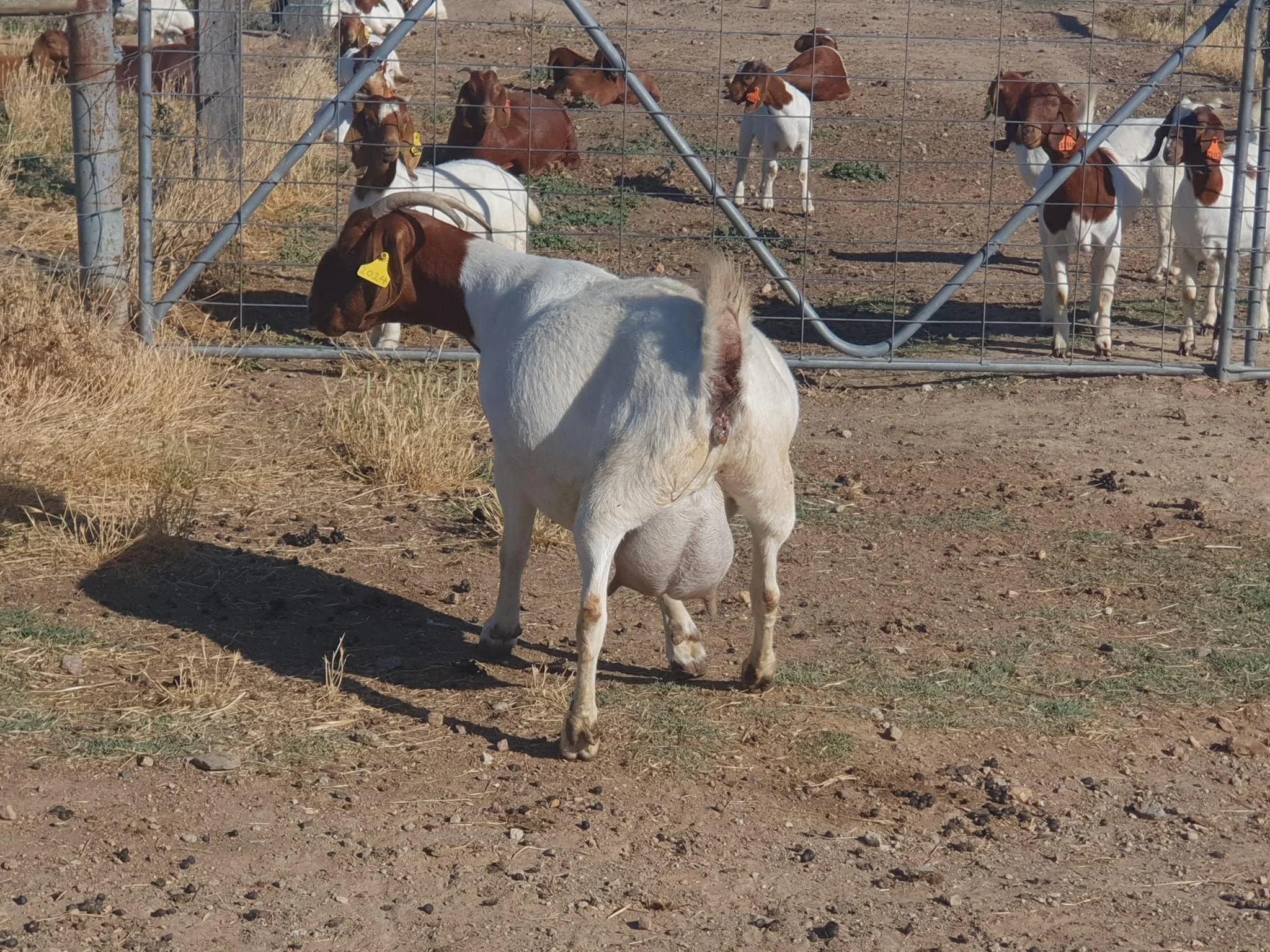 Live White Saanen Goats