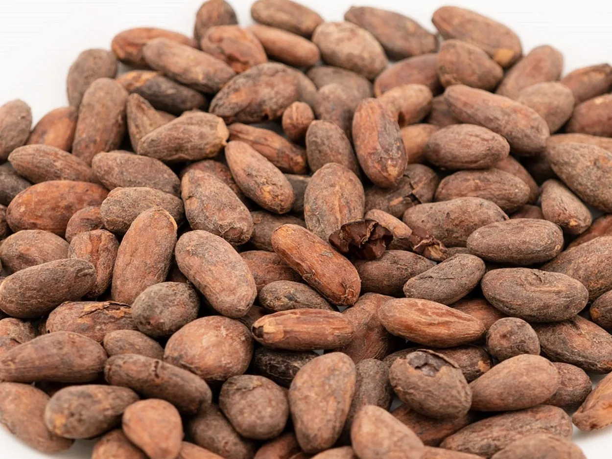 Best Quality Cocoa Beans  Dried Raw Cacao Beans at Wholesale Price