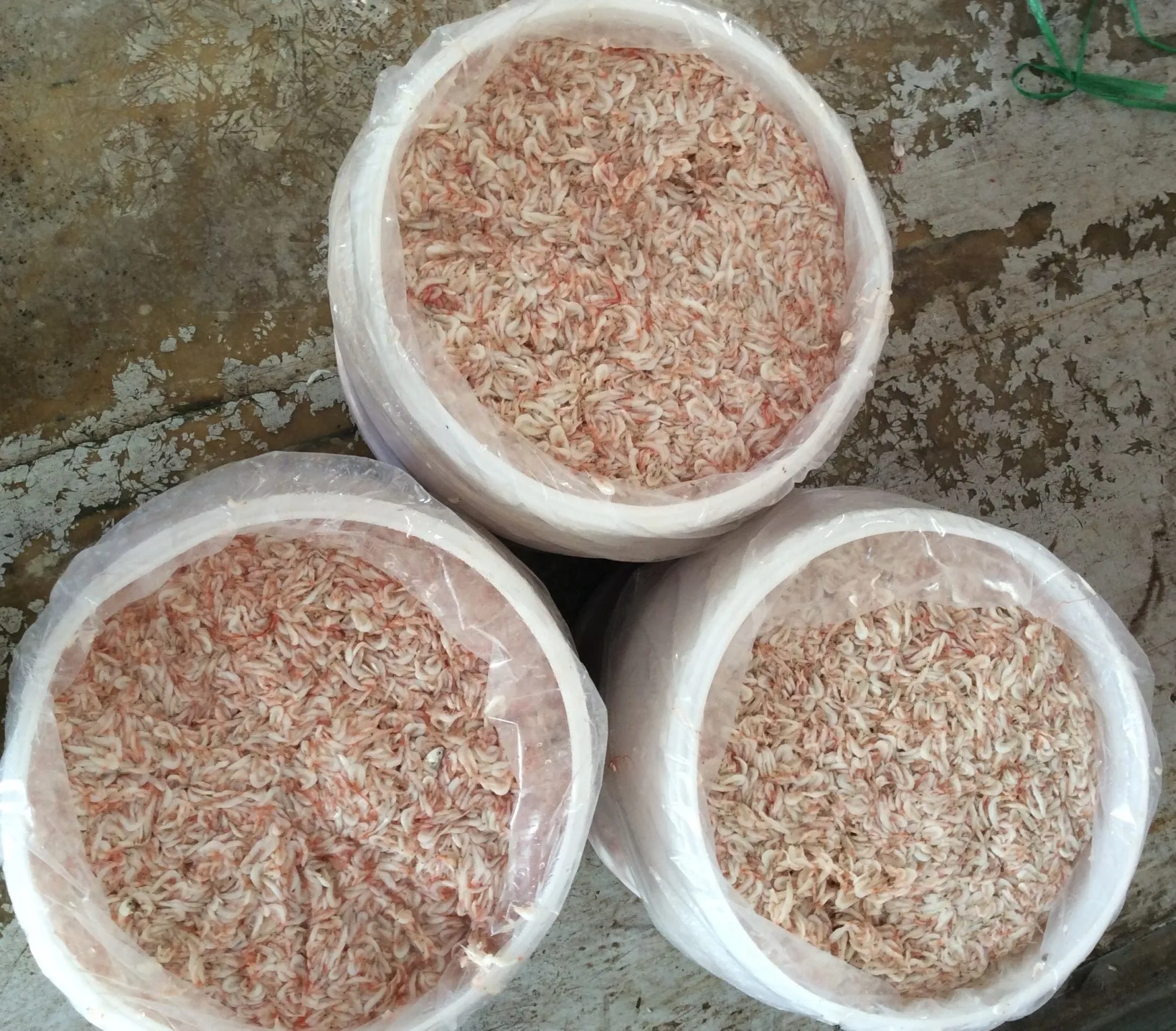 Wholesale Salted Baby Shrimp  Seafoods natural color, size and good condition Manufacturer Asia